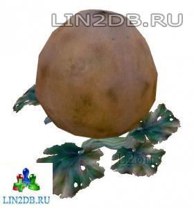 Завядшая Тыква | Low Quality Squash