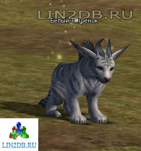 Белый Тигренок | Baby White Tiger