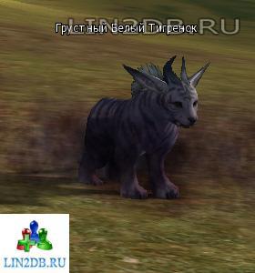Белый Тигренок-Вожак | Baby White Tiger Matriarch