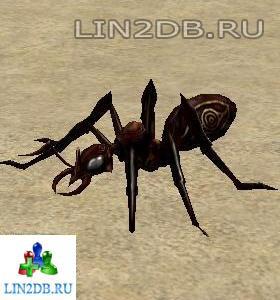 Серый Муравей | Gray Ant
