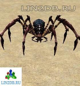 Тарантул Охотник | Hunter Tarantula