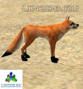 Молодой Бурый Лис | Young Brown Fox