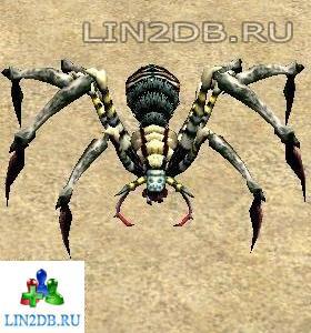 Тарантул Трисалим | Trisalim Tarantula