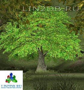 Дерево | Tree