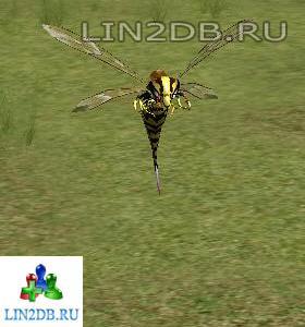Тигр Тайфуна | Typhoon Tiger